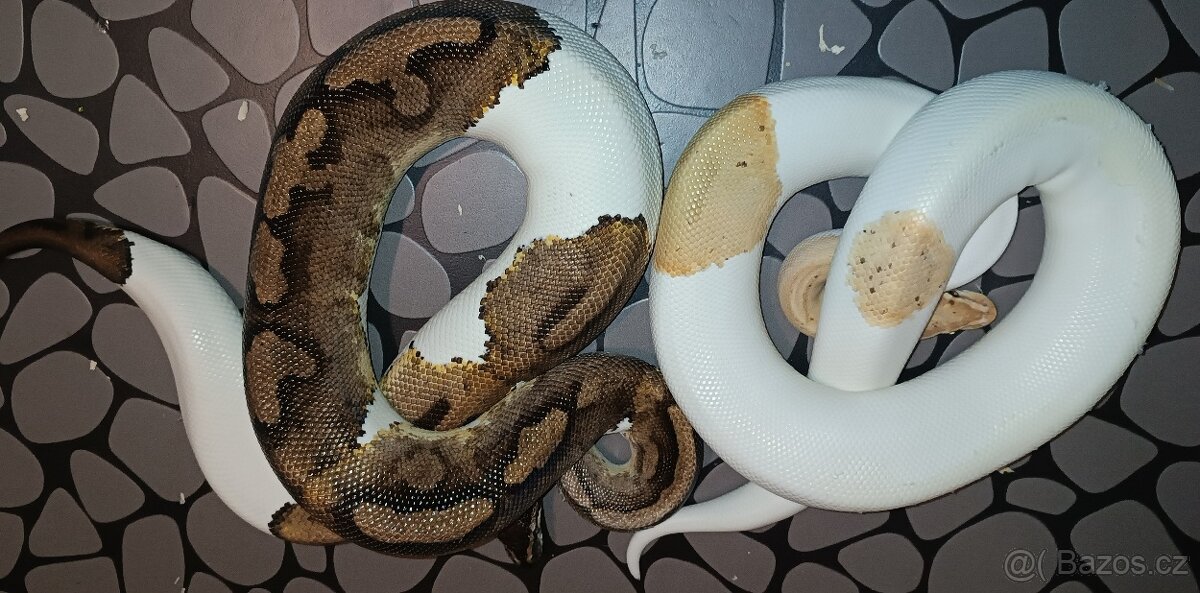 Krajta kralovska - 2