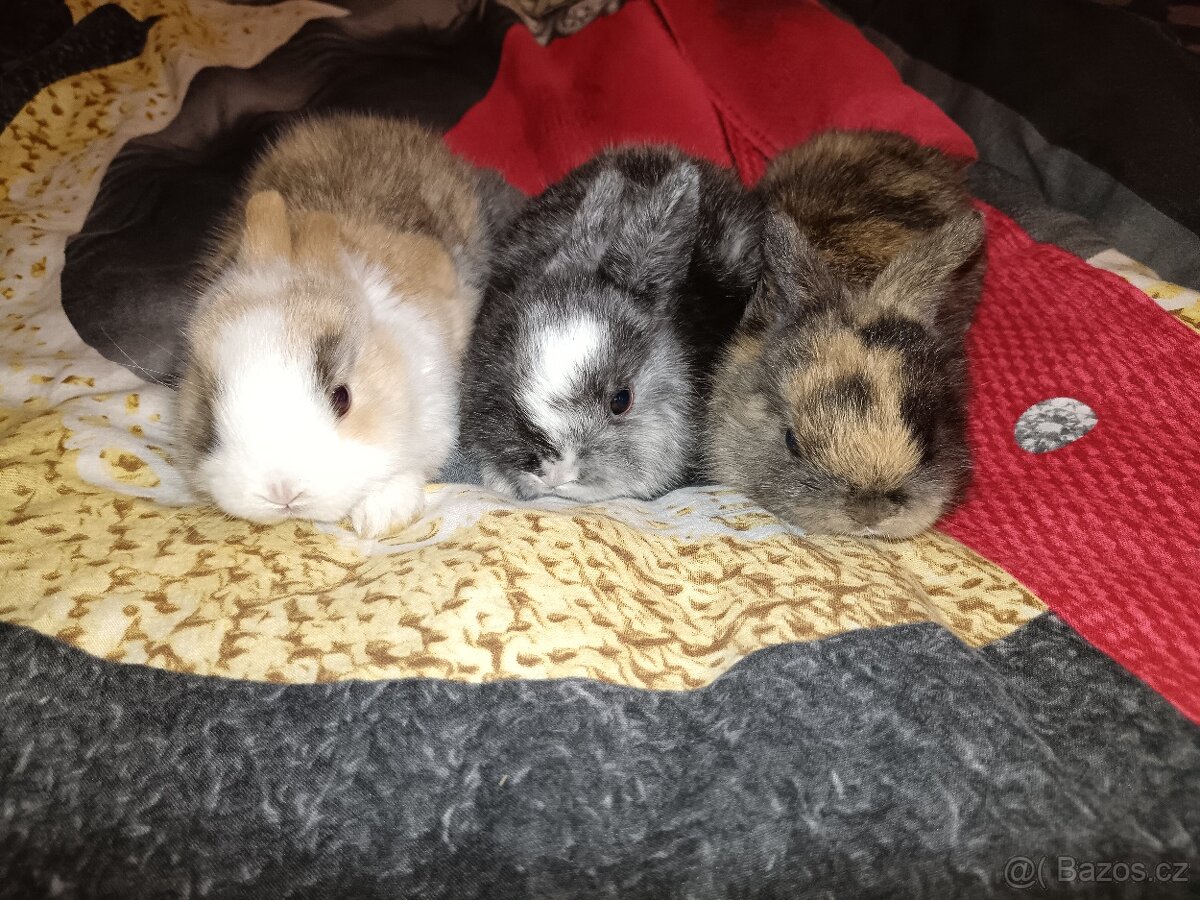 Zakrslý králík králíček - 2