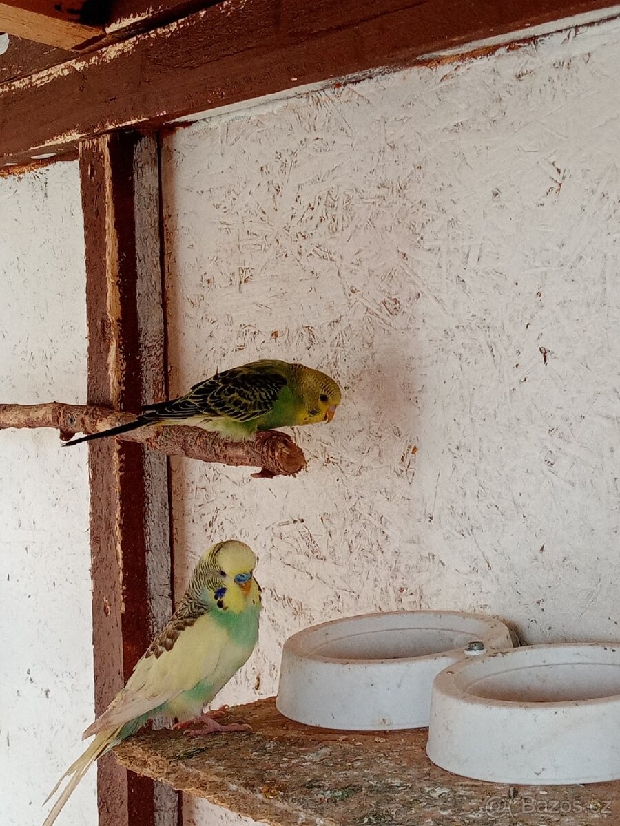 Prodám andulky vlnkované - 2