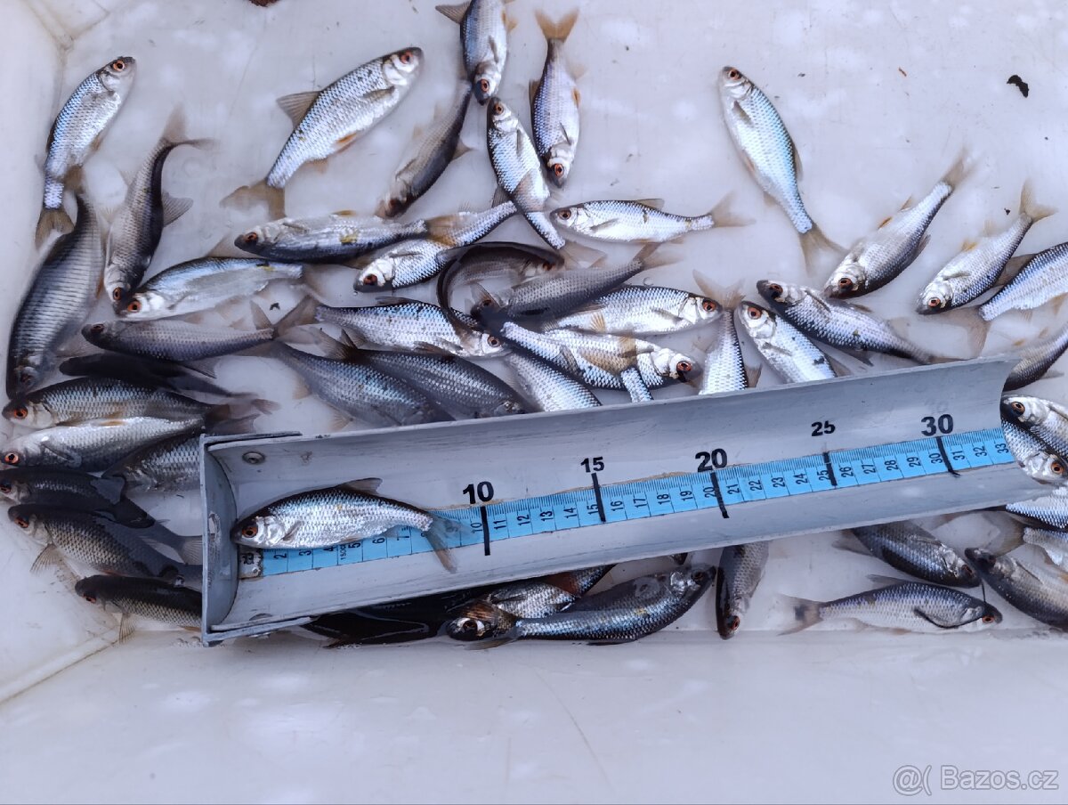 Nástražní rybičky plotice, perlín 9 - 12 cm - 2