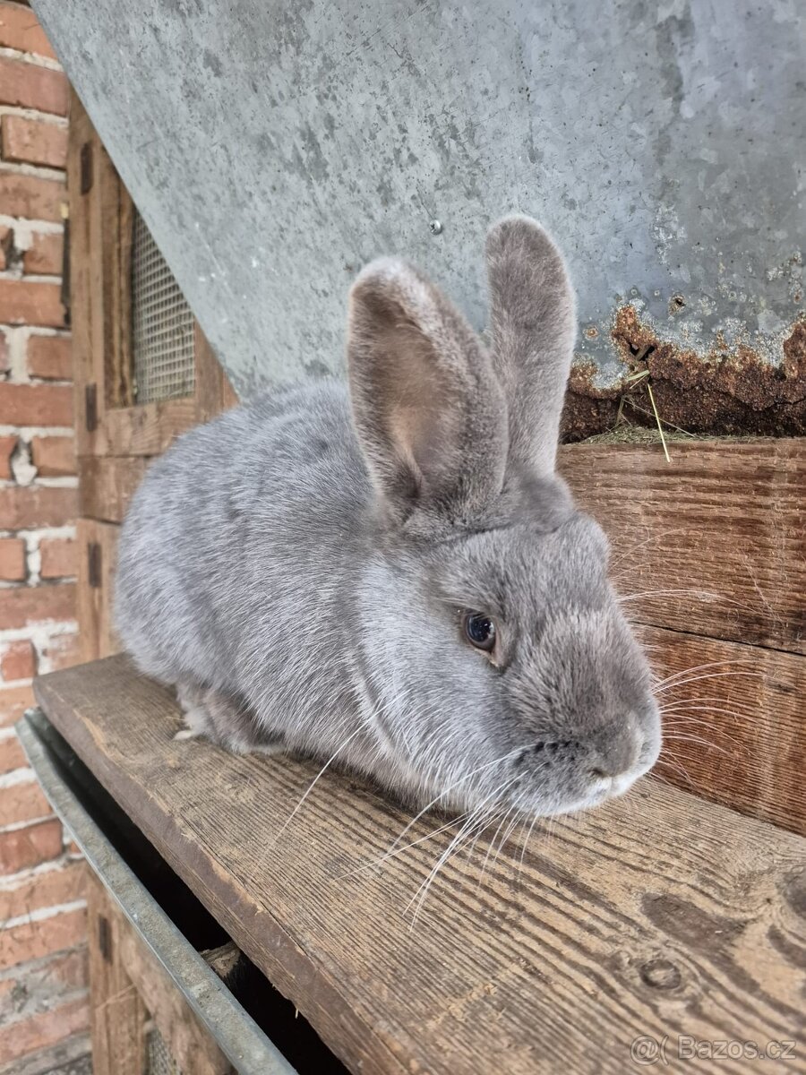 Králík - 2