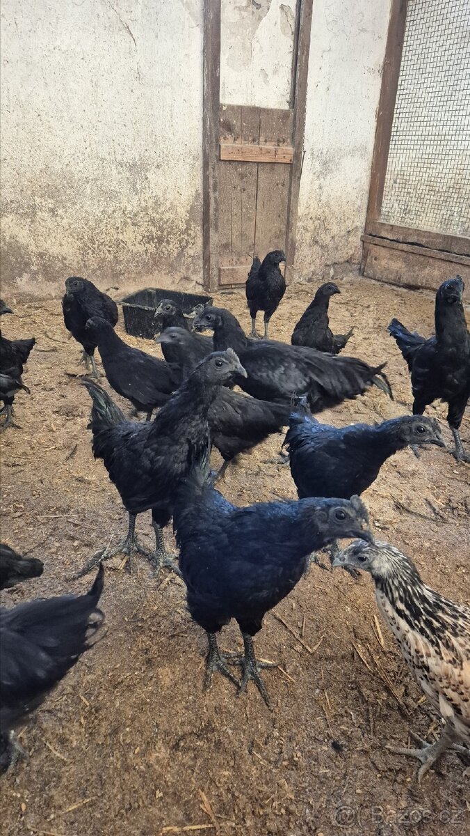 Kuřata Ayam Cemani - 2