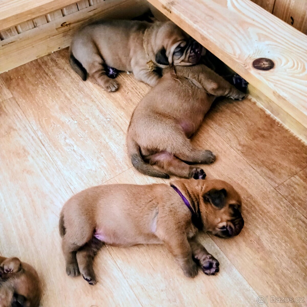 Štěňata bordeauxské dogy s PP - 2