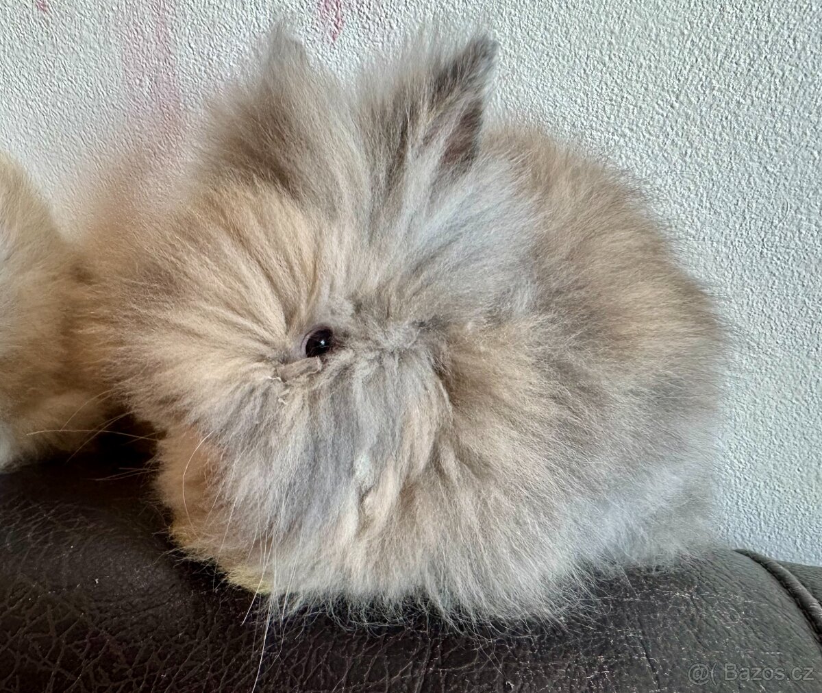 Králíček Teddy k odběru - 2