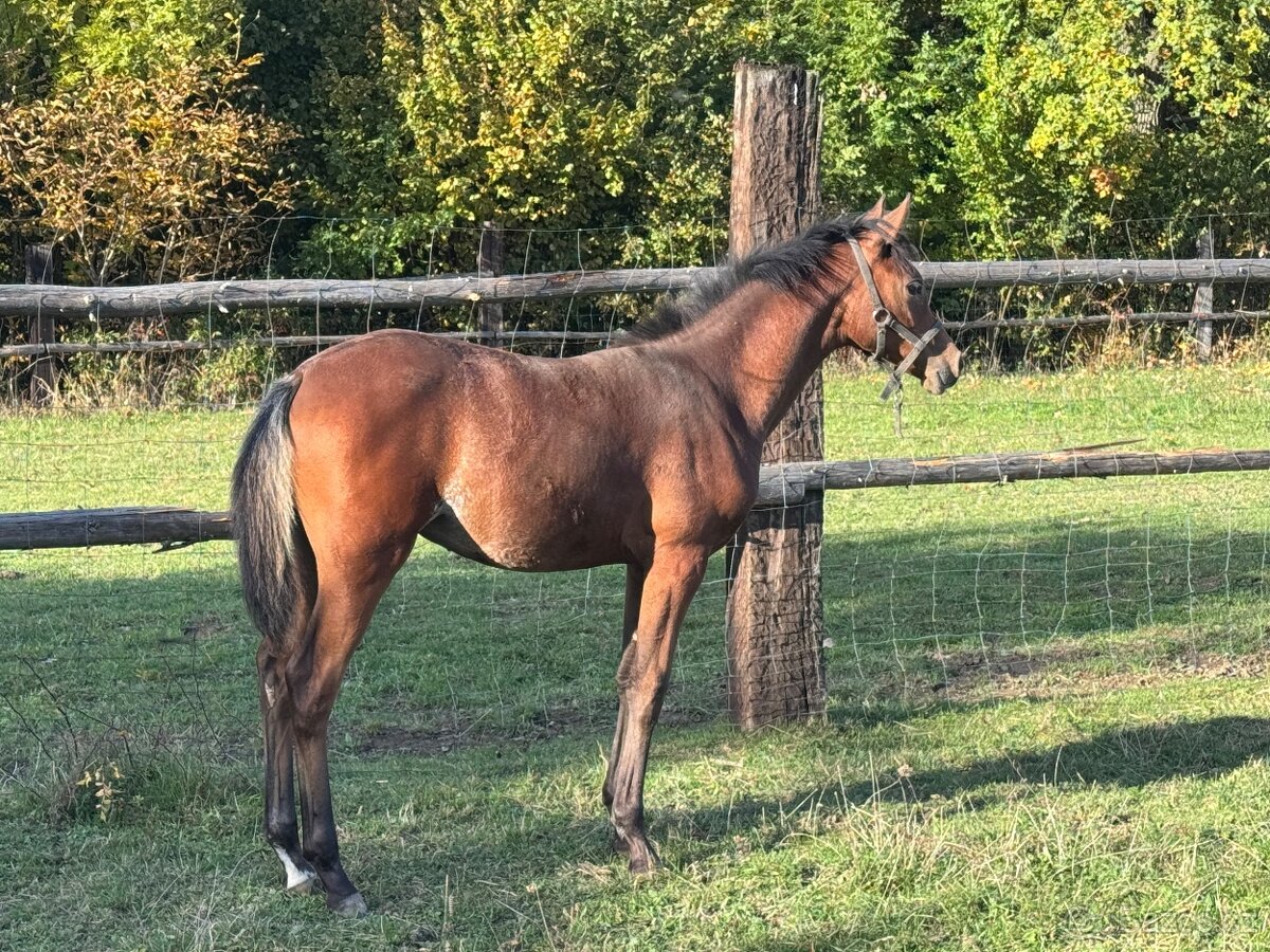 Klisnička s 75% arabské krve - 2