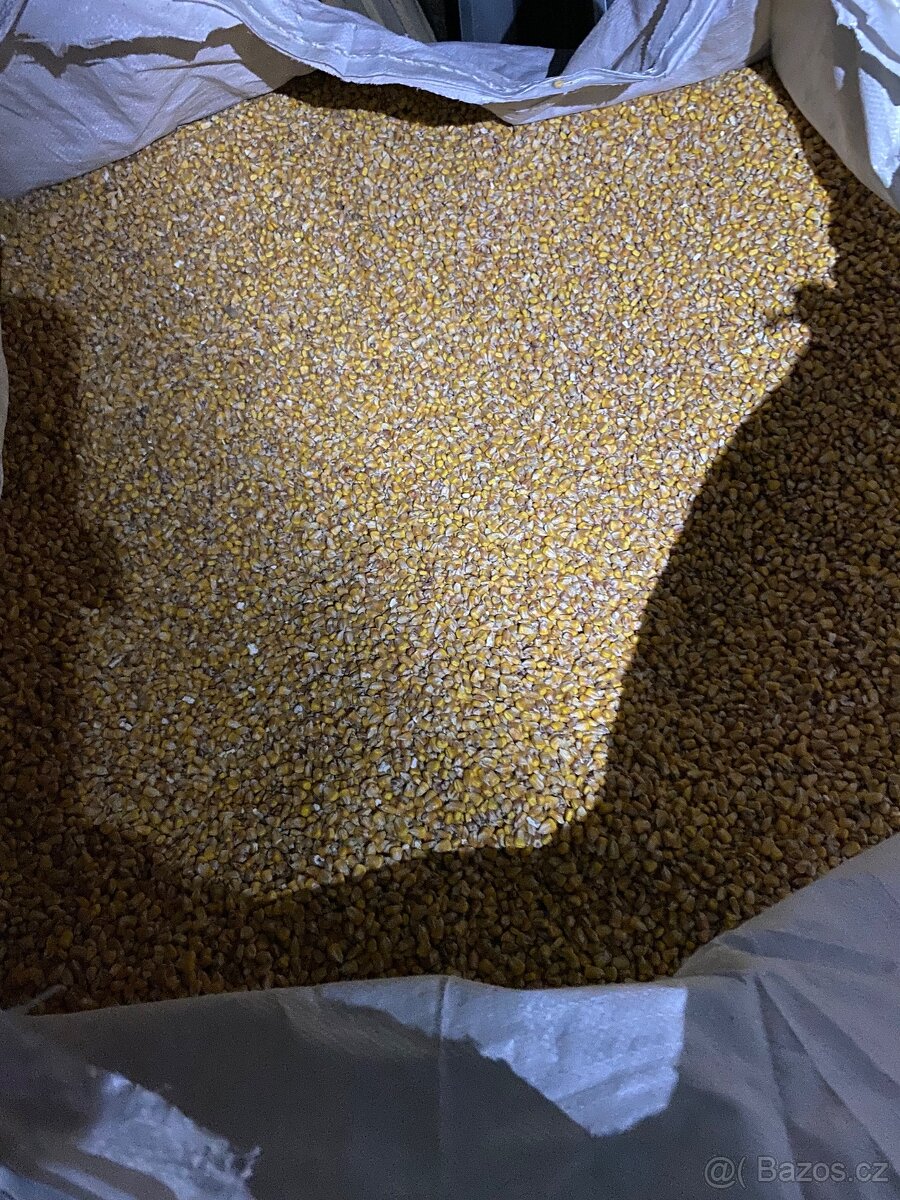 Prodám kukuřici - 2