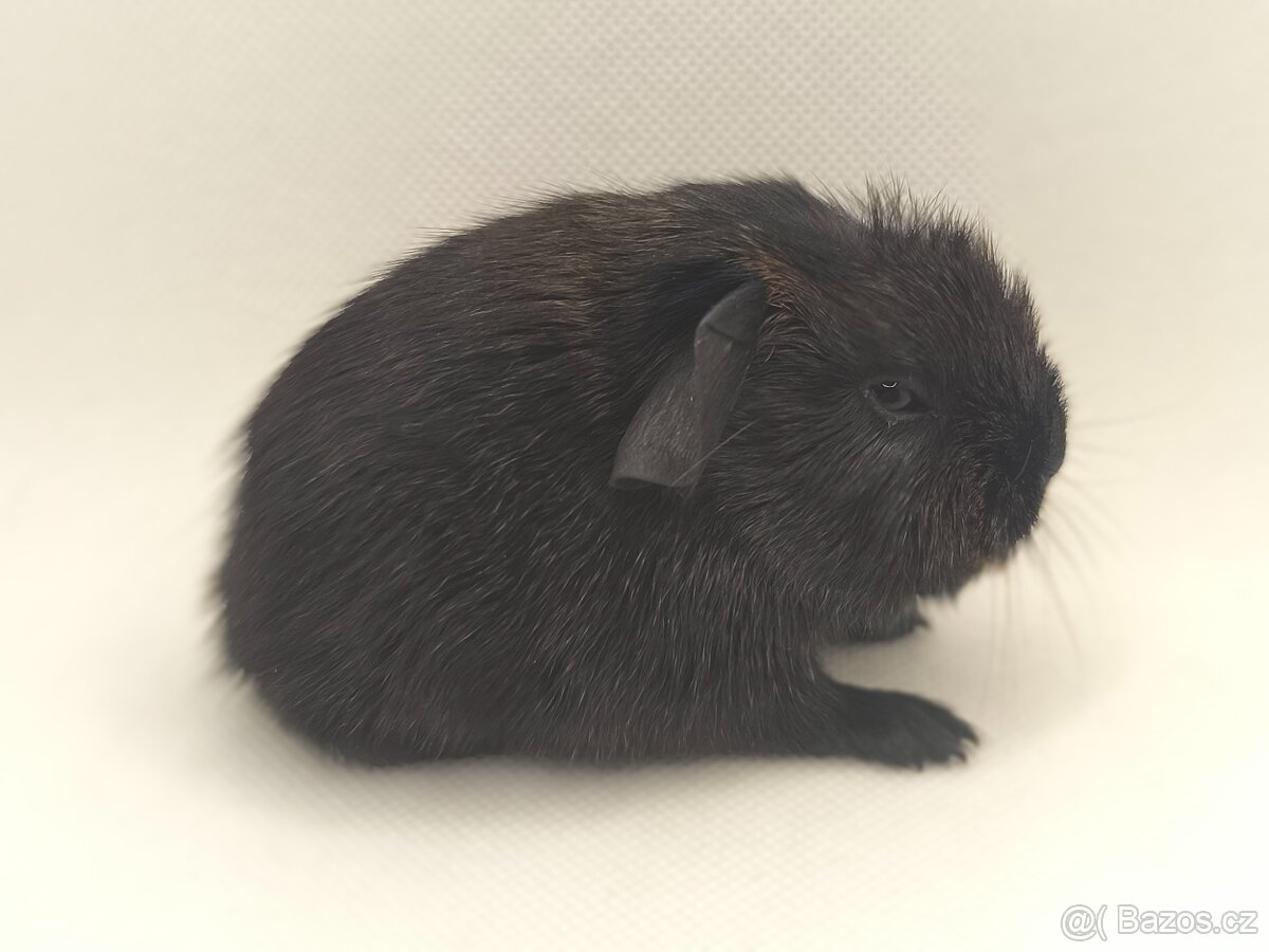 Morče miminka s PP - 2