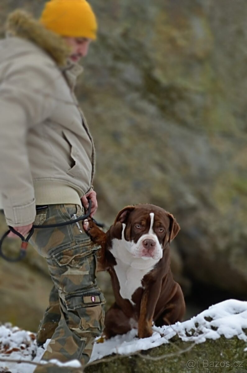 American bully - ch.s. Family Muscle Bullies - 2