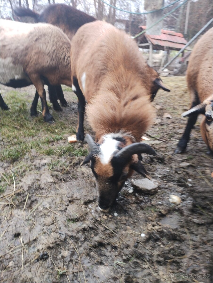 Beran Kamerunský - 2