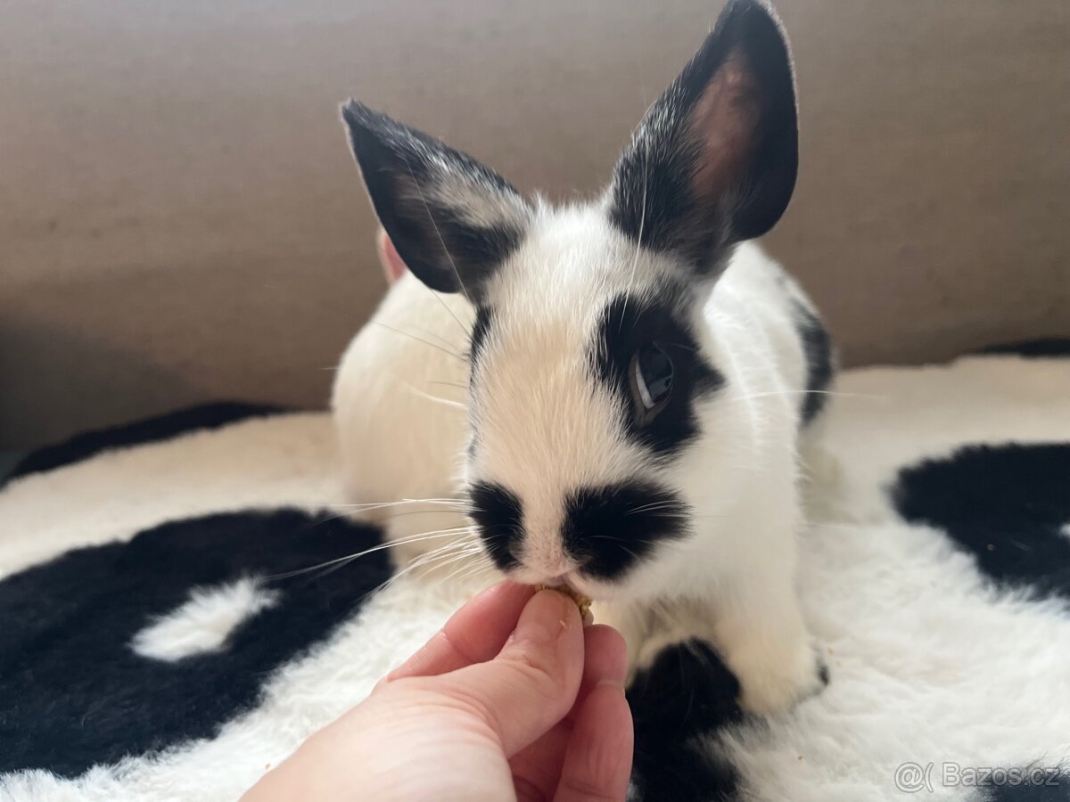 Zakrslý králík - 2