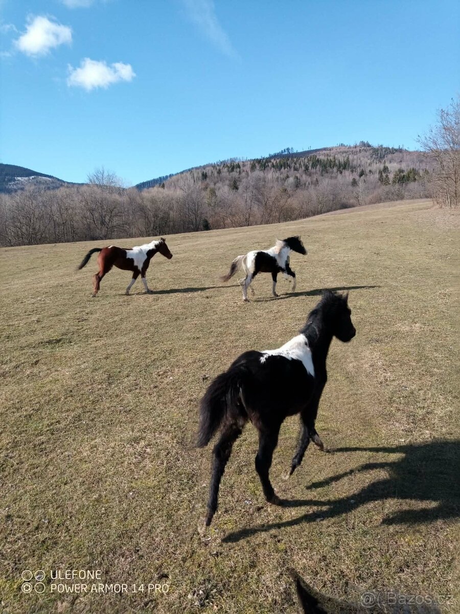 Aph, American paint horse, valach,qh - 2