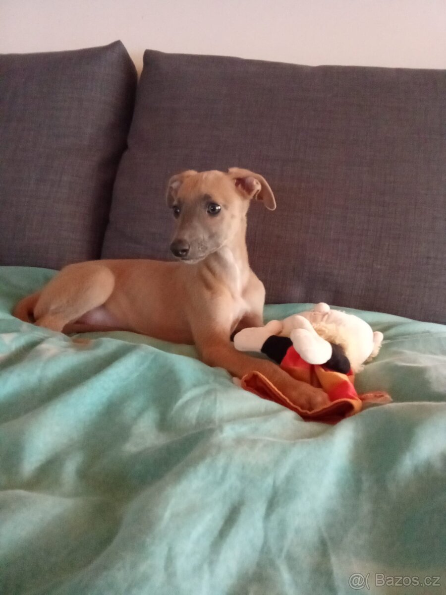 Whippet/ Vipet bez PP - 2