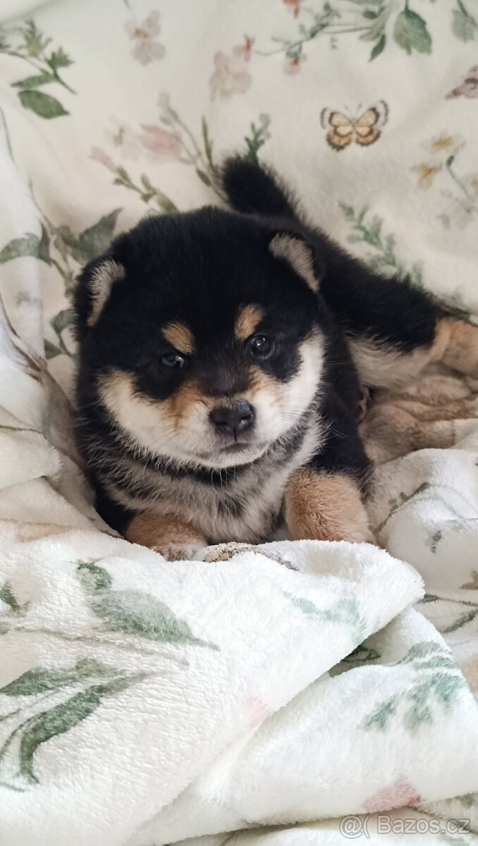 Shiba Inu - 2