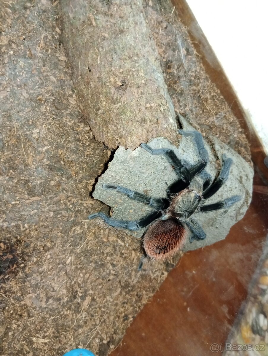 Tliltocatl epicureanum - 2
