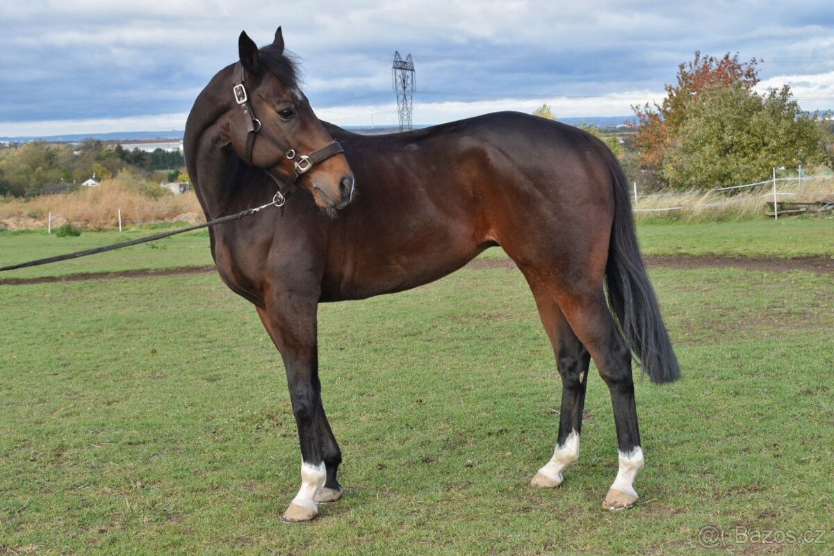 Rabbit Requinto, 7letý valach A1/1 na prodej - 2