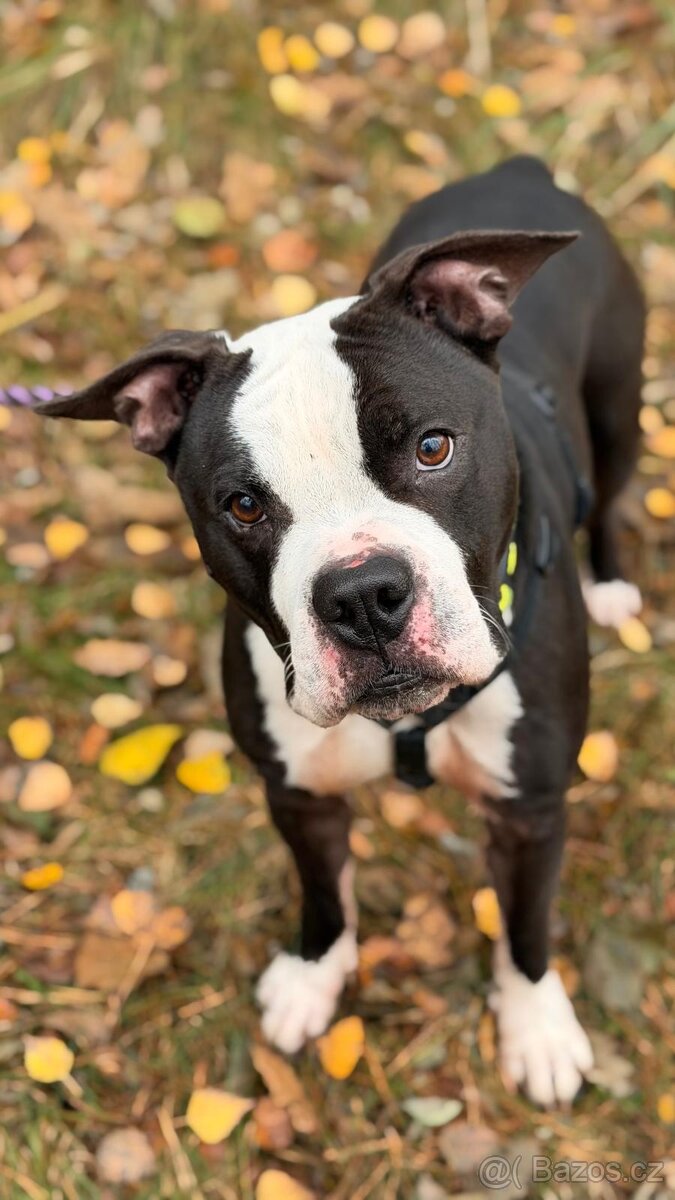 LUCKY K ADOPCI - jemný, přátelský mazel - 2