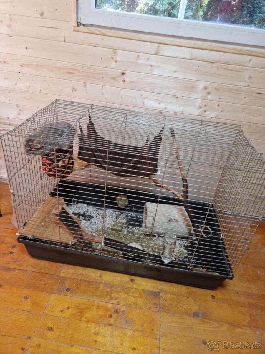 Činčila + vybavení - 2