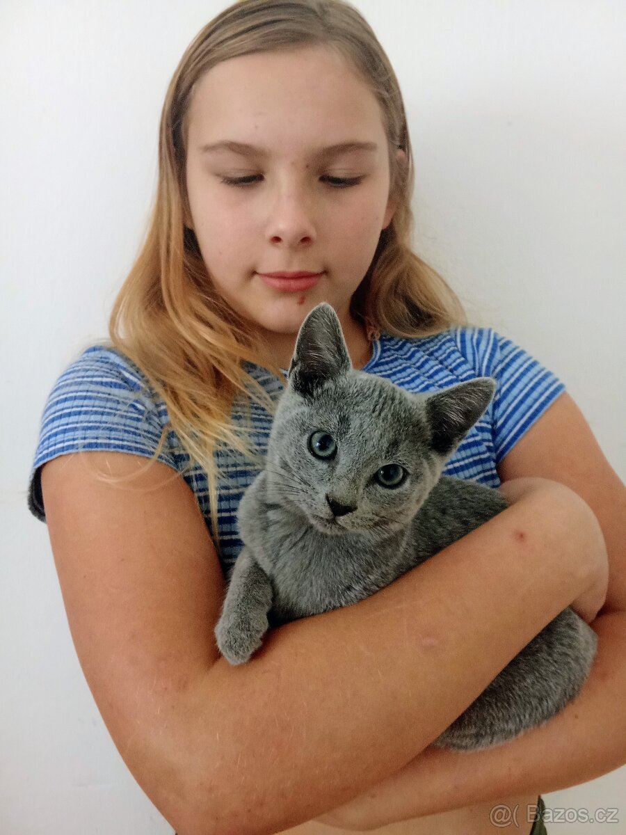 Ruská modrá kočka - 2