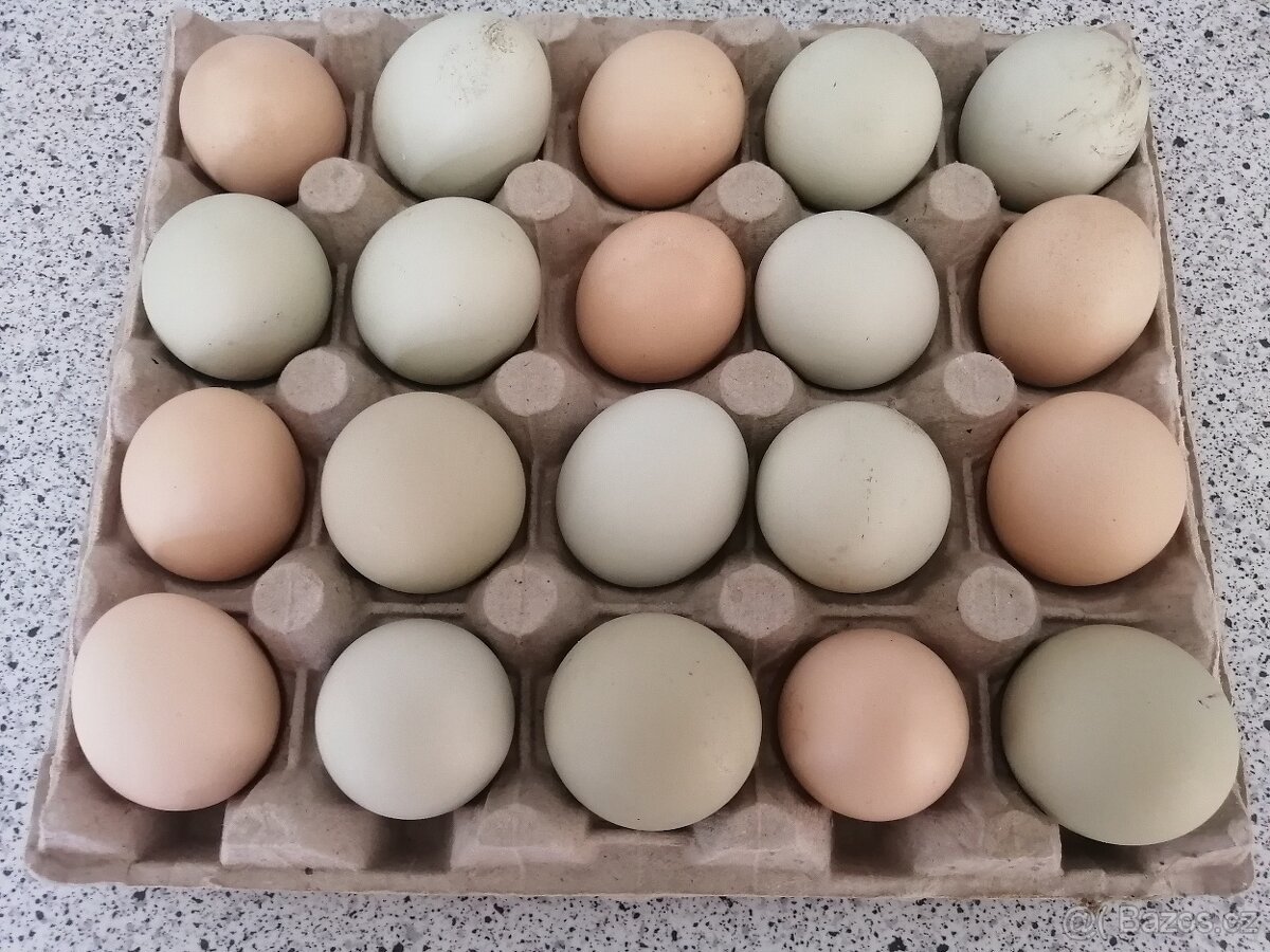 Domácí BIO vejce - 2