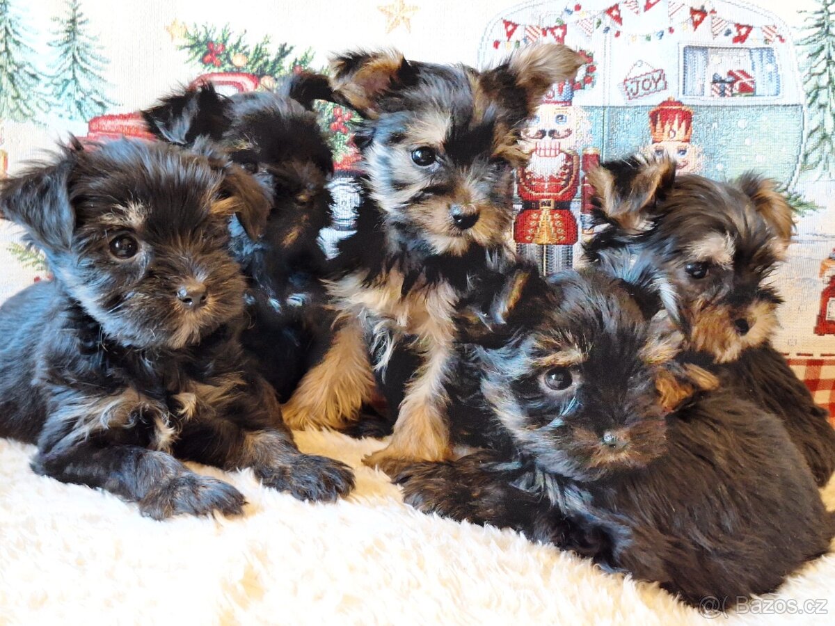 Jorksir,jorksirsky terier - 2