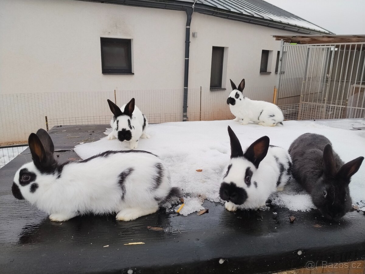 Český strakáč - 2