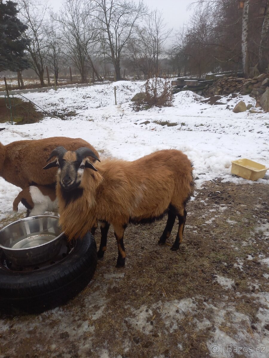 Kamerunské ovce - 2