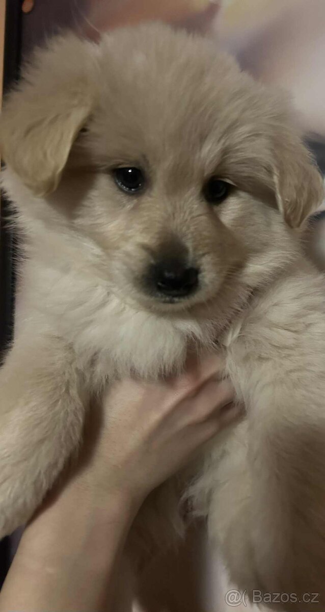 Labradorský retrívr - 2