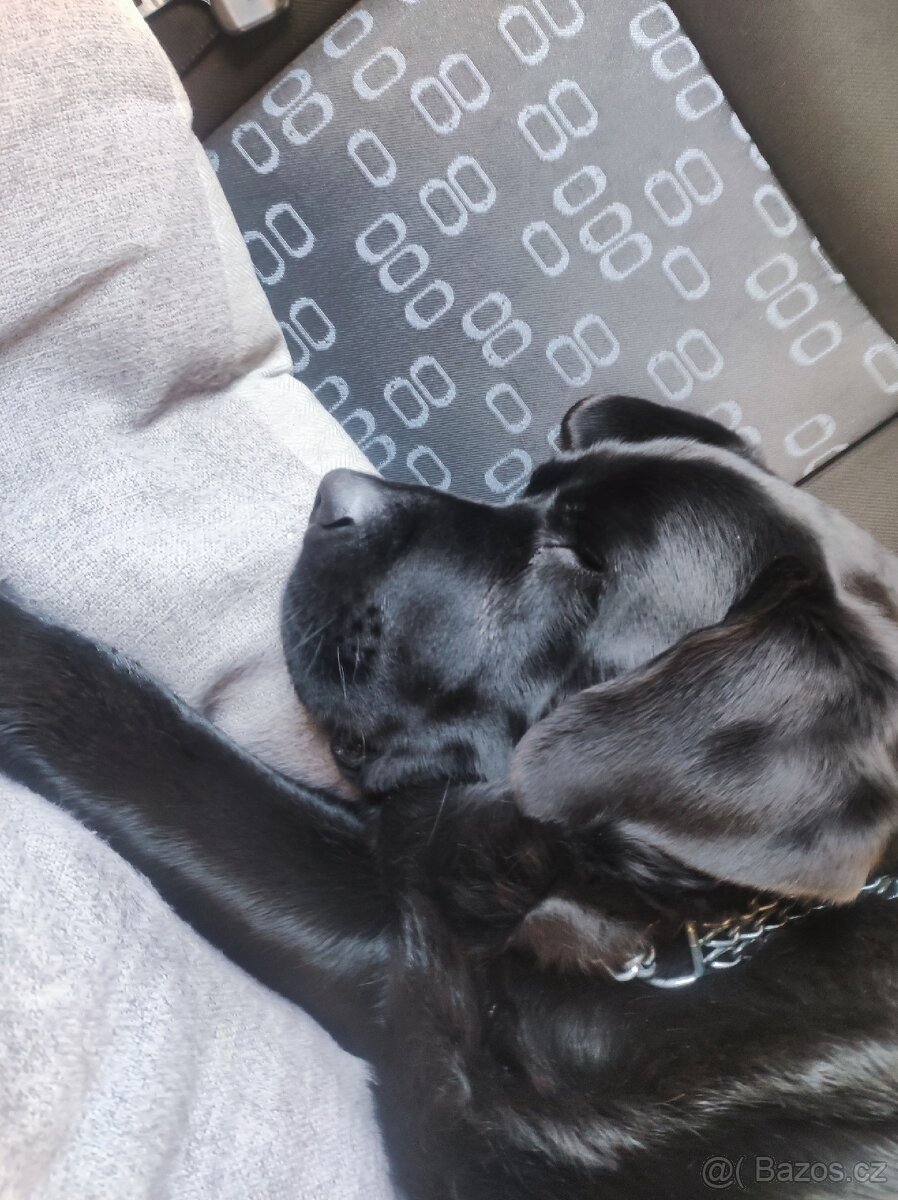 Labrador ke krytí - 2