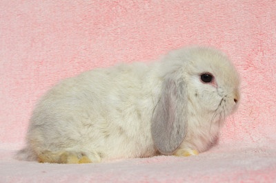 Krásný minilop Jasmínek - 2