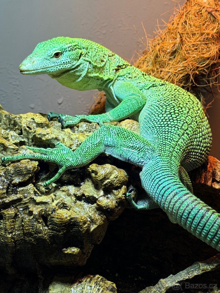 Varanus prasinus (Varan smaragdový ) - 2
