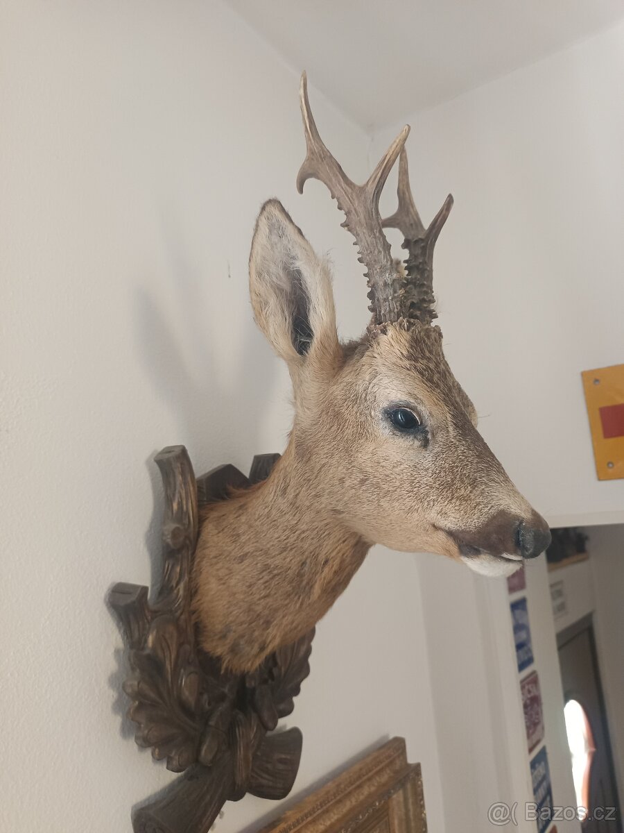 Krásná trofej srnce - 2