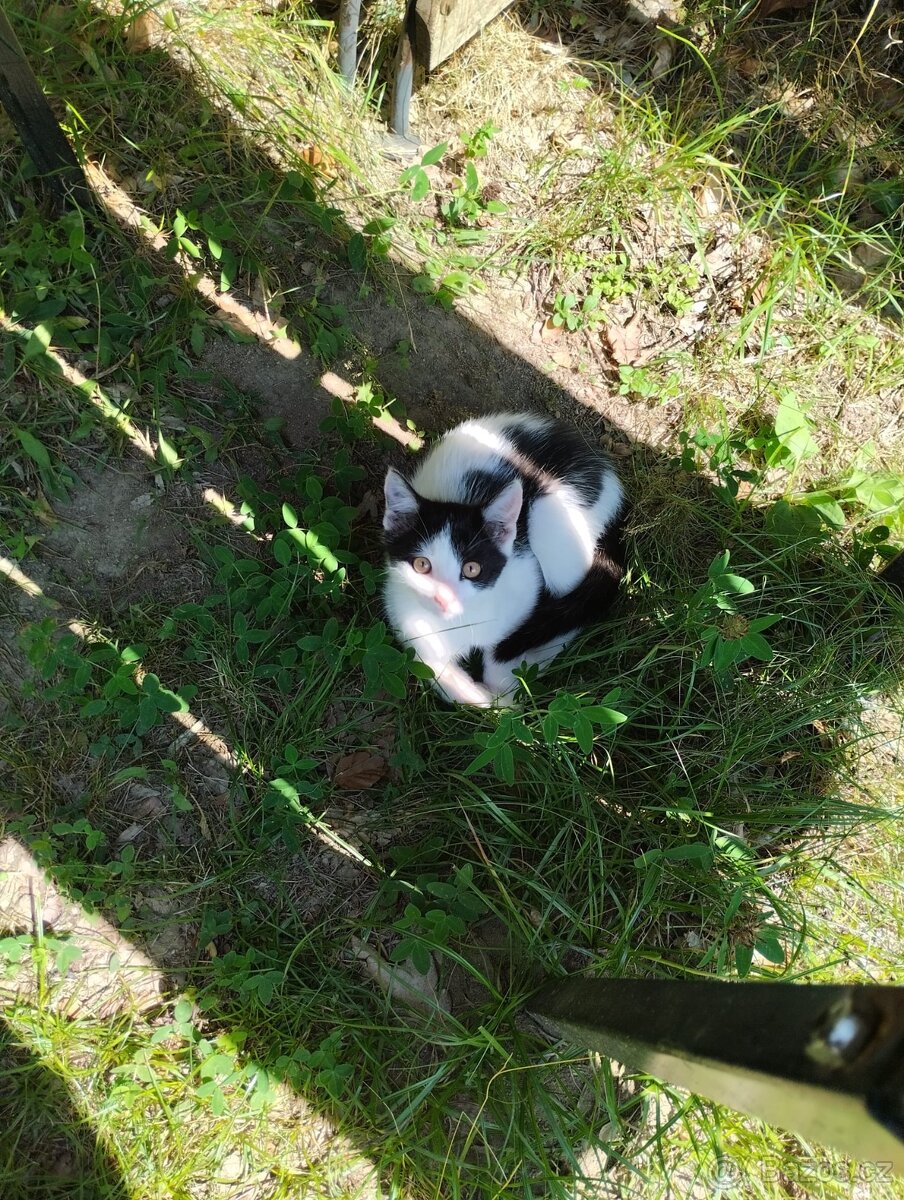 Koťata - 2