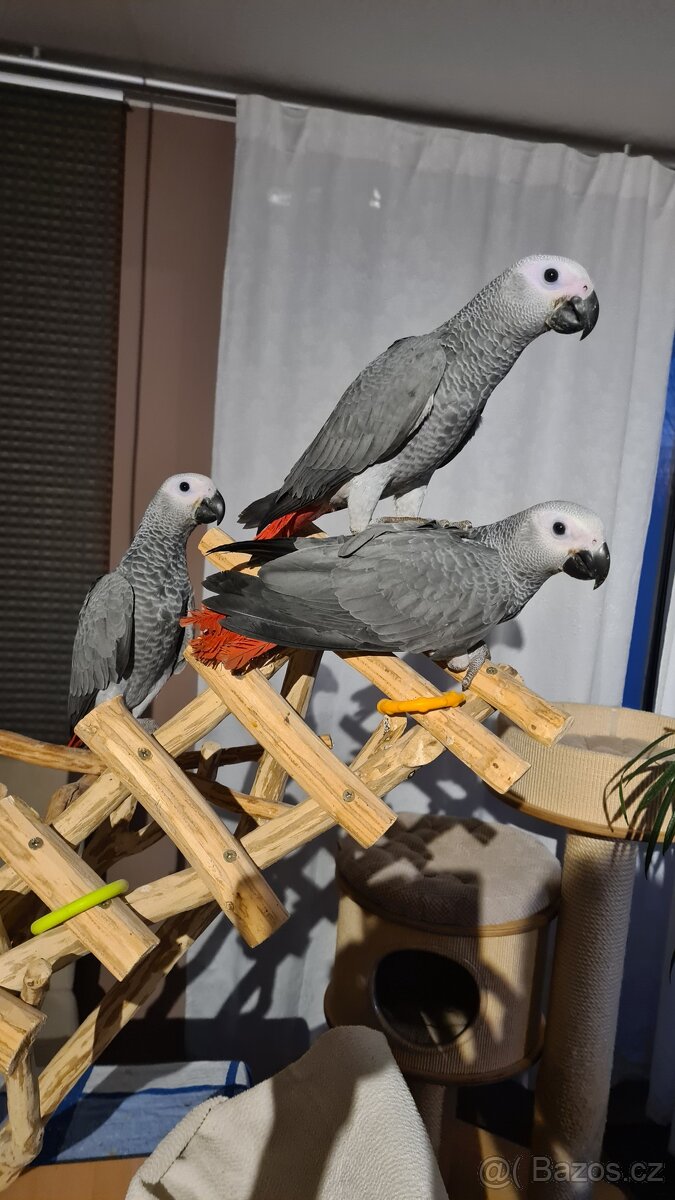 Papoušek Žako – ručně dokrmená mláďata - 2