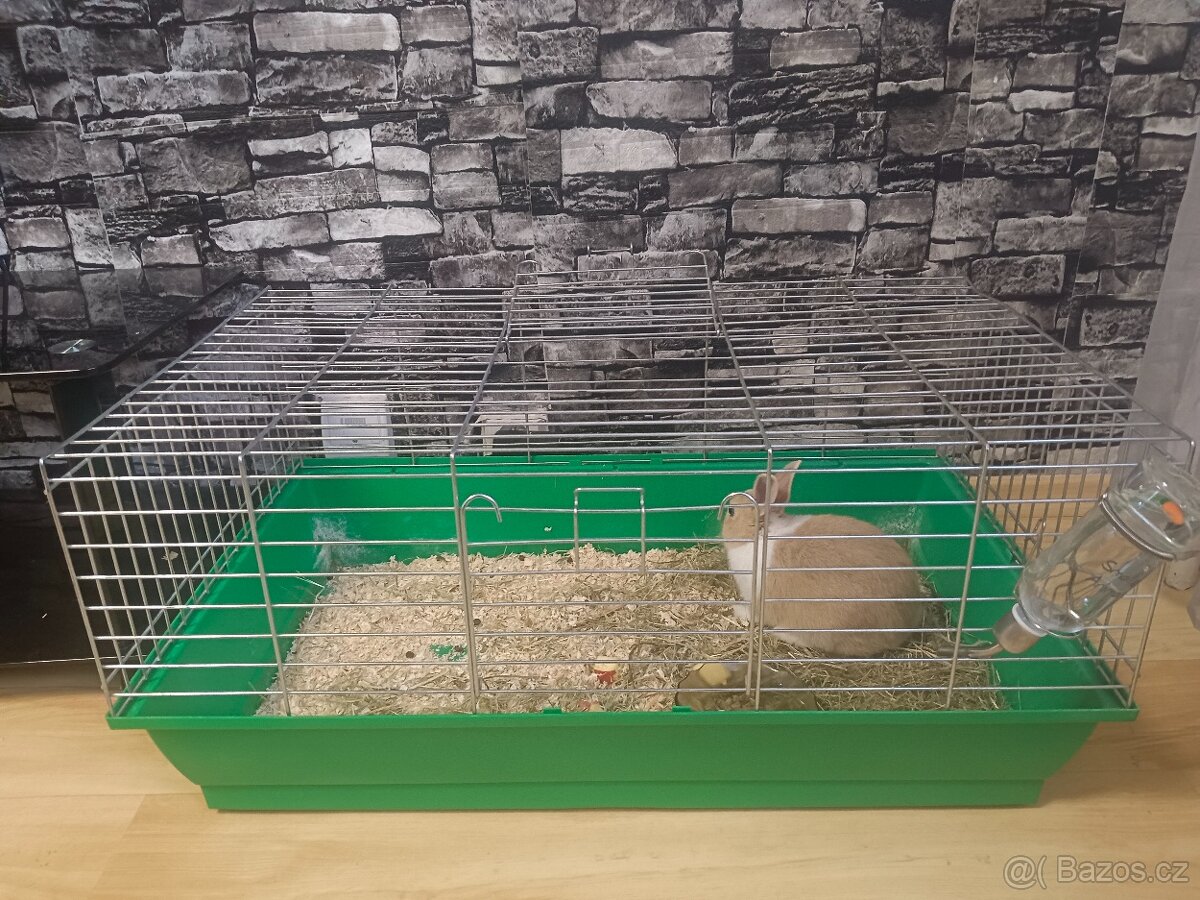 Prodám zakrslého králíčka - 2