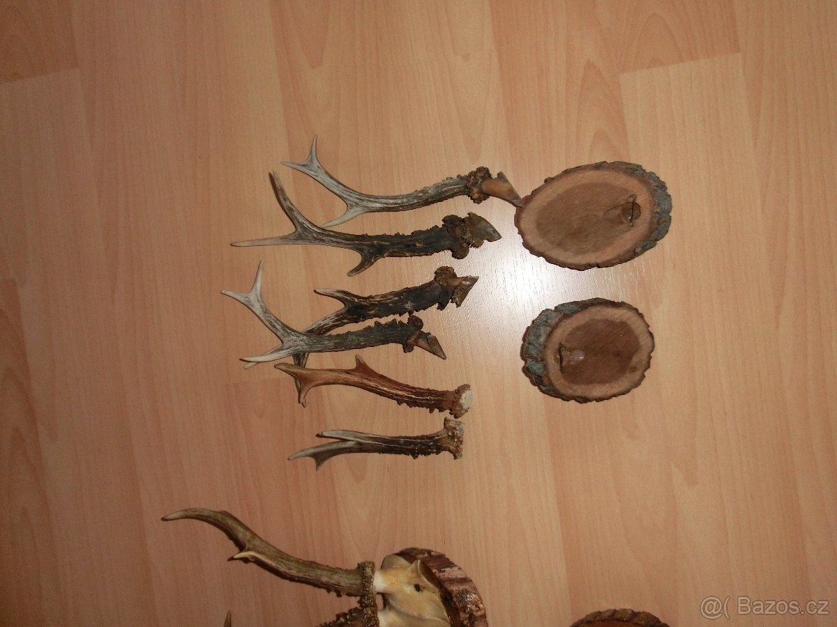 Dekorace - parůžky ,staré z roku cca 1940. - 2