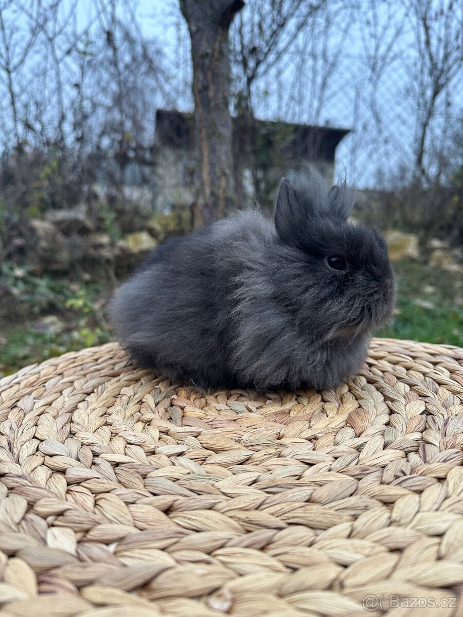 Zakrslý králíček Lvíček - 2
