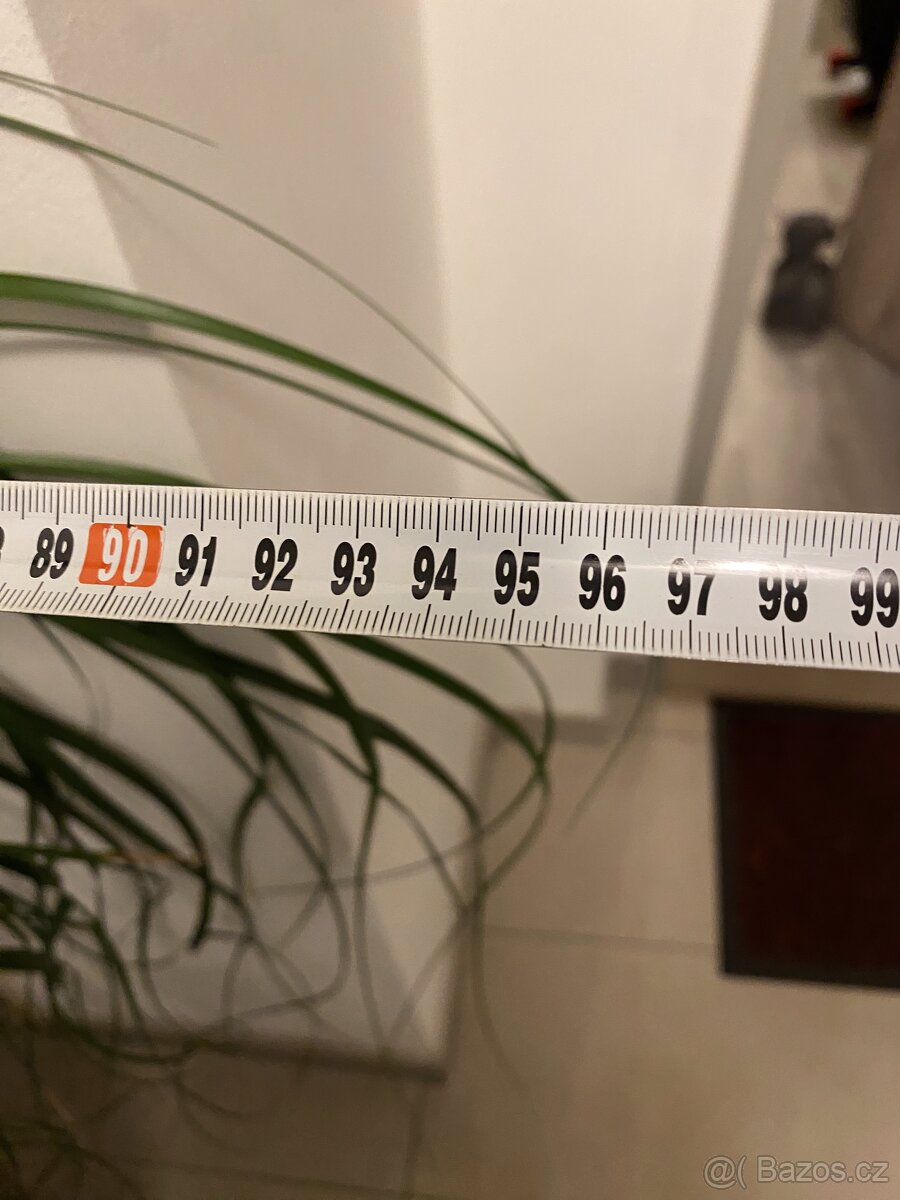 Pokojová rostlina - Beaucarnea recurvata 'Sloní noha' - 2