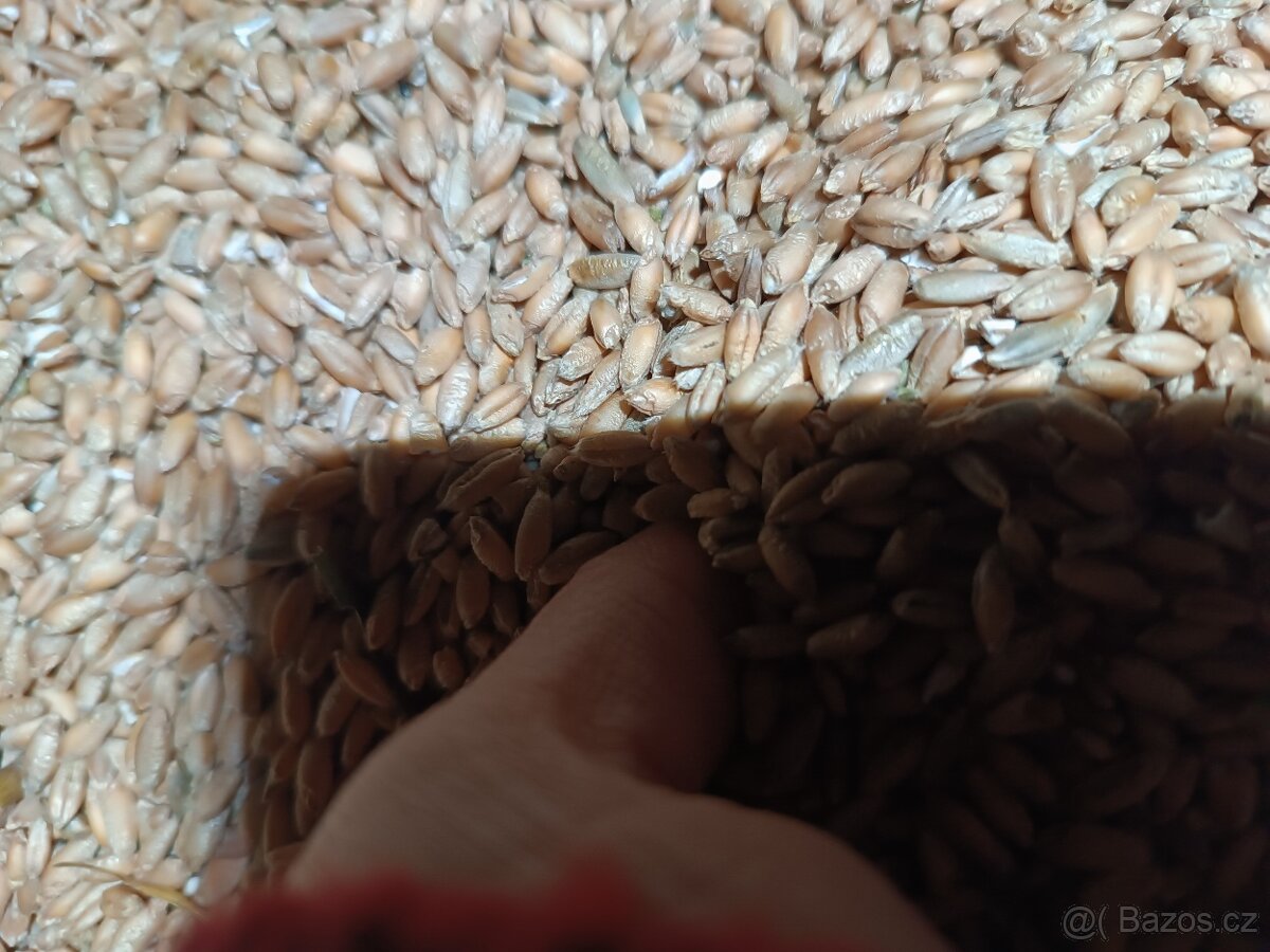 Krmné obilí - tritikale - 2