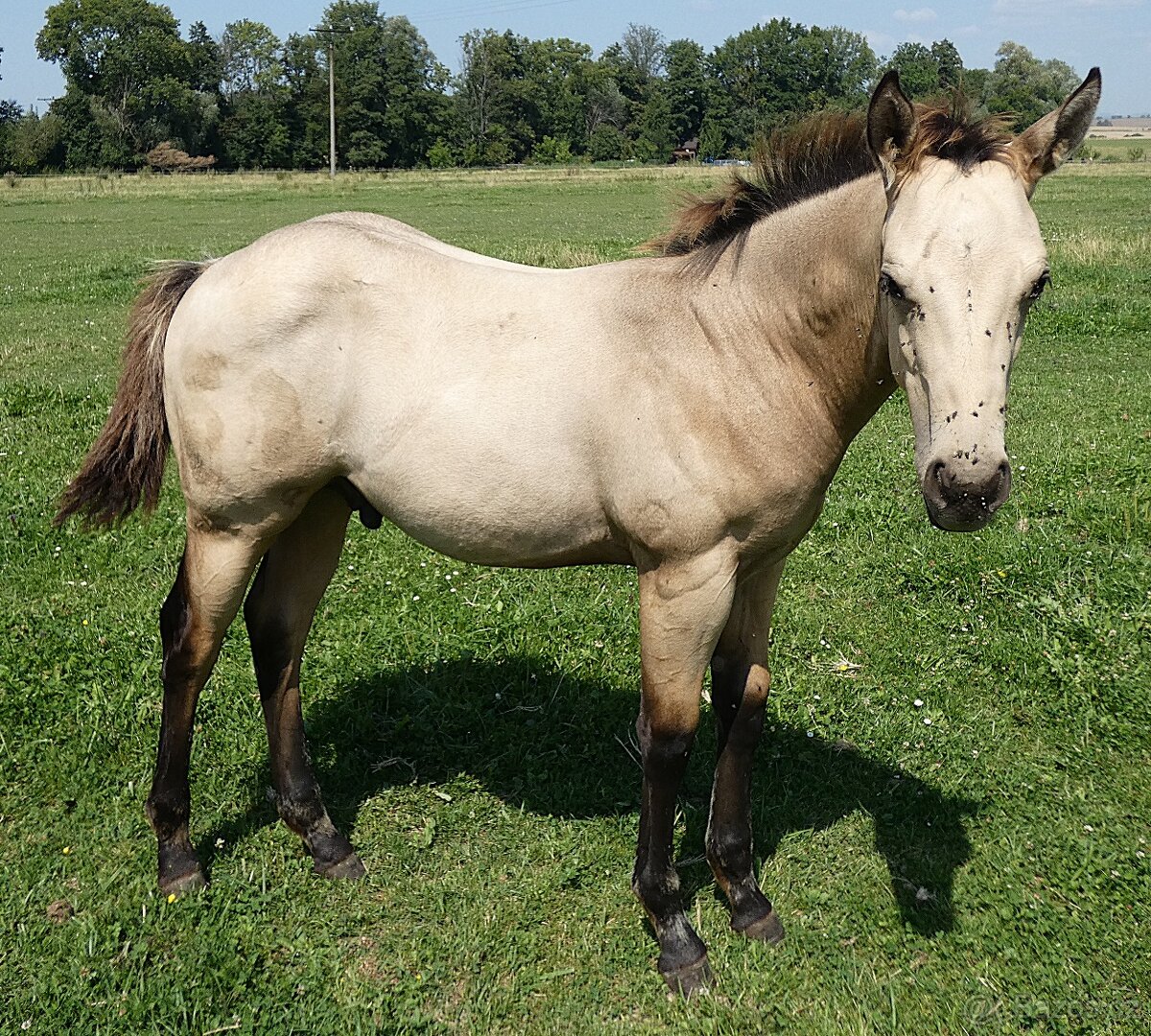 QH hřebeček - 2