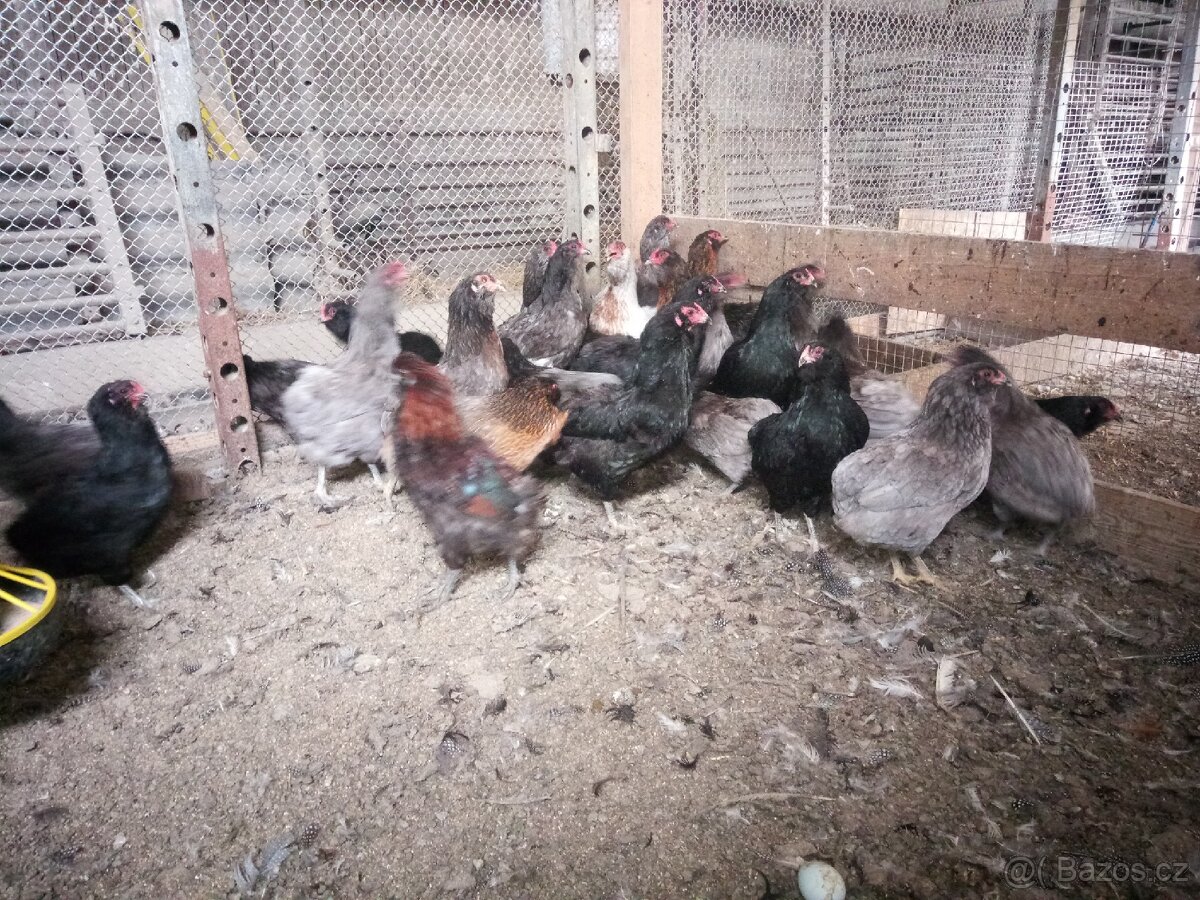 Maransky araukany - 2