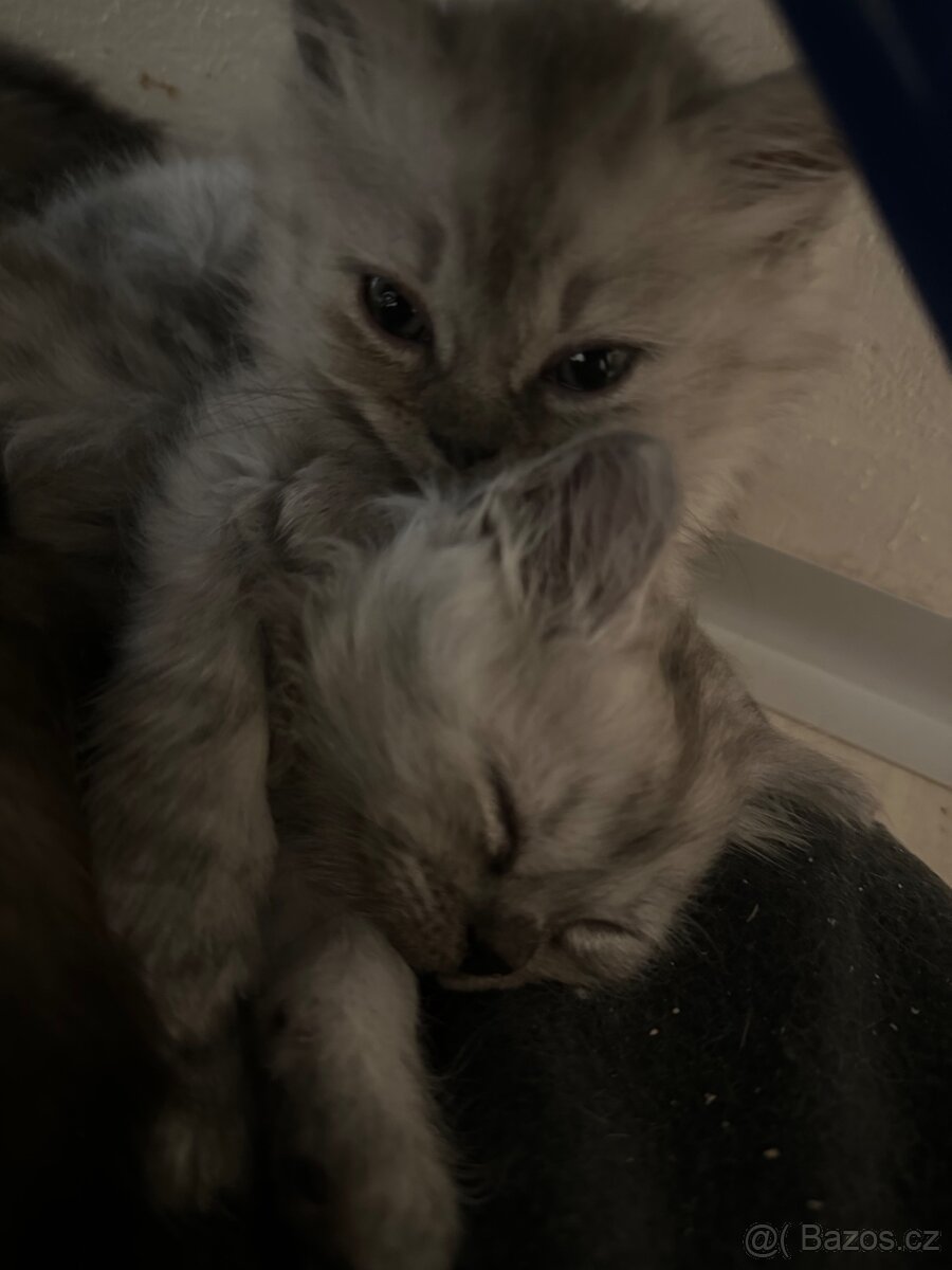 Prodám britské kocourky - 2