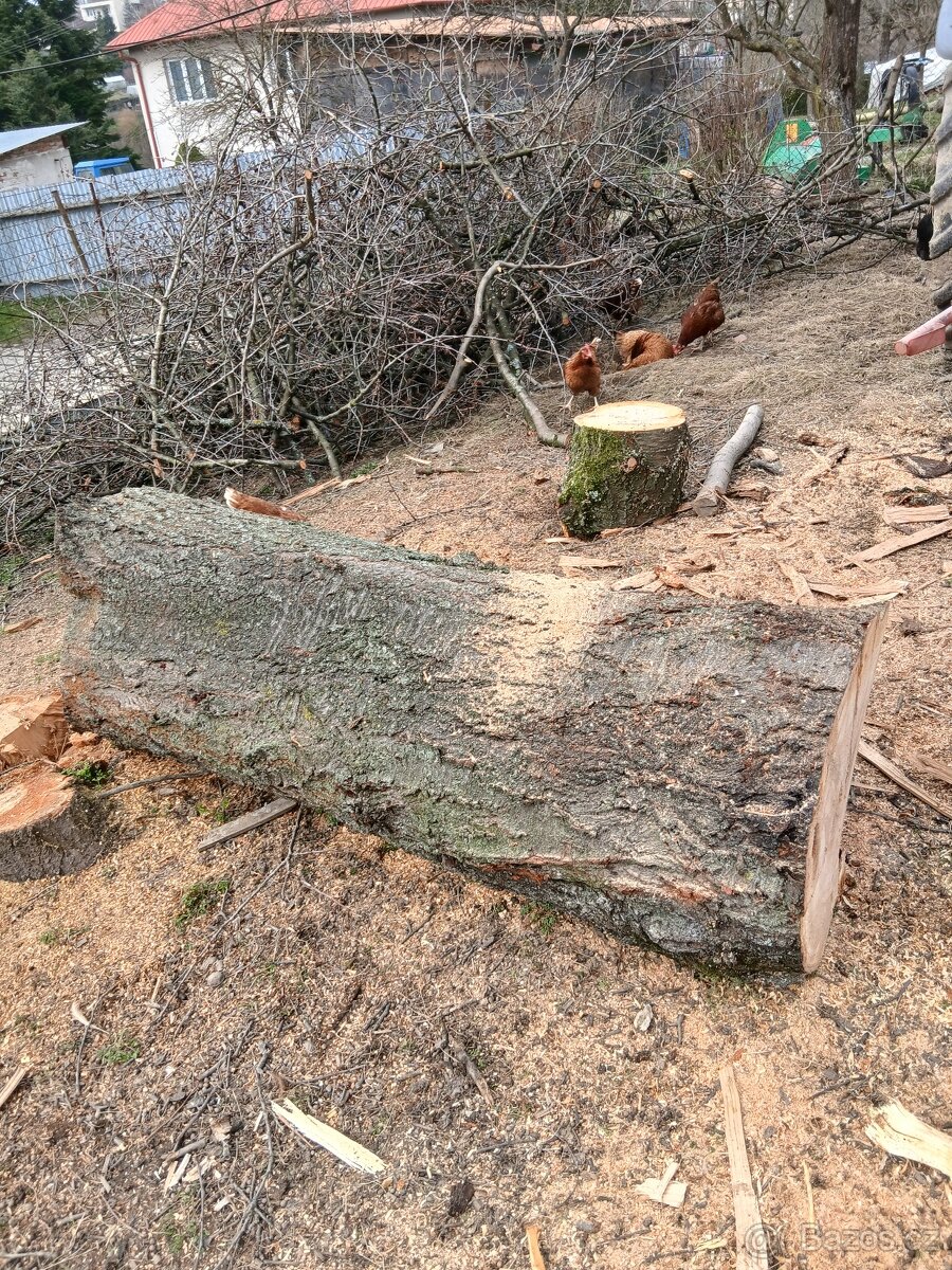 Dřevo kmen třešeň - 2