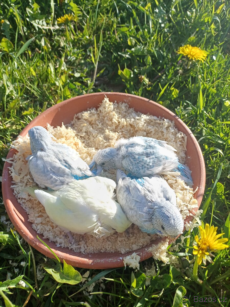 Mláďata andulek - 2