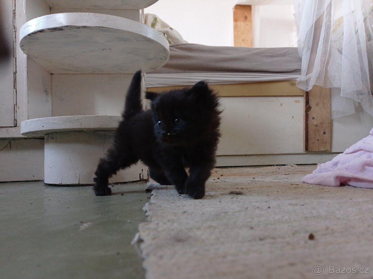 Dlouhosrstá koťata - 2
