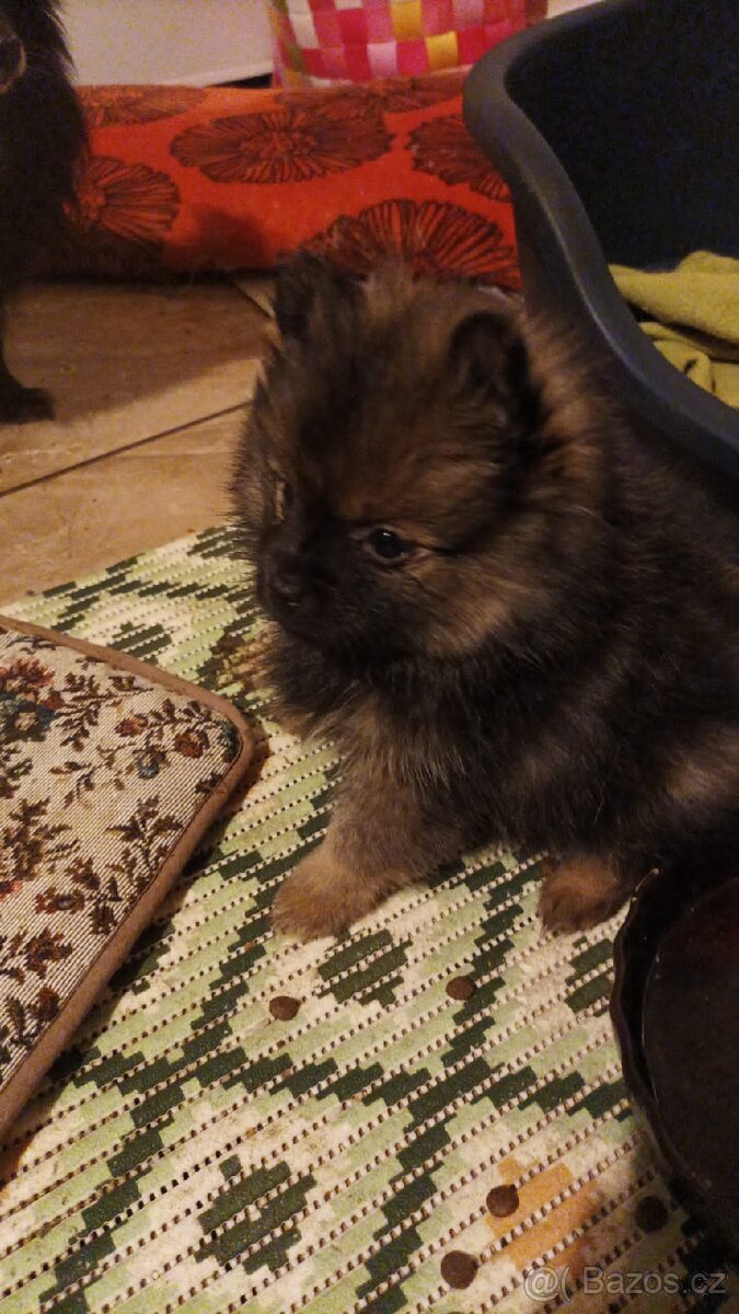 Štěňátka německého špice- 5 feneček k odběru ihned - 2