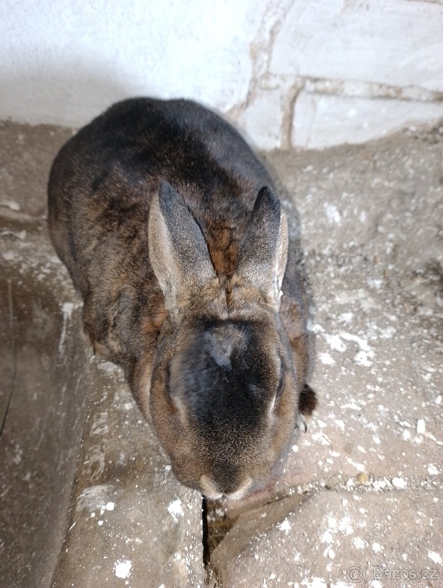 Zakrslý králík - 2