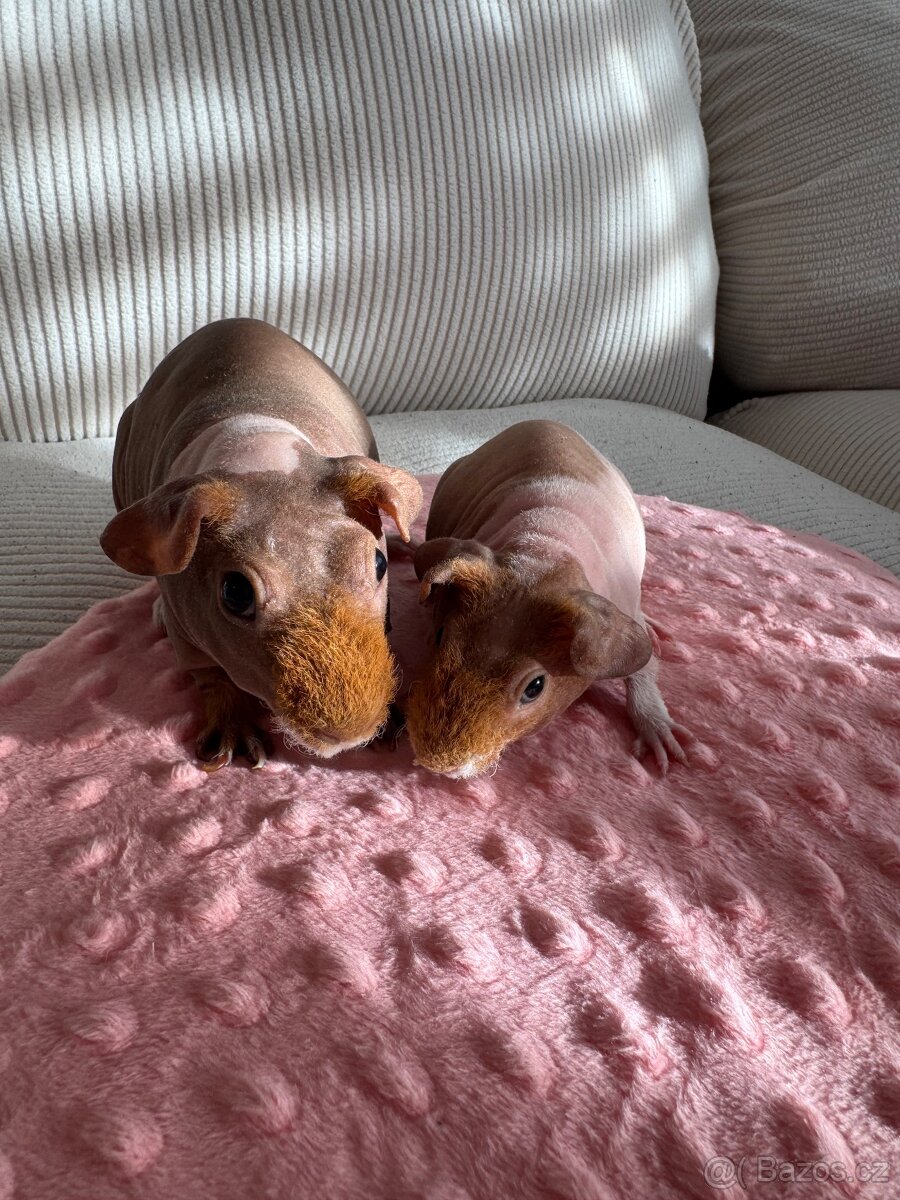 Skinny morče - samičky s PP - 2