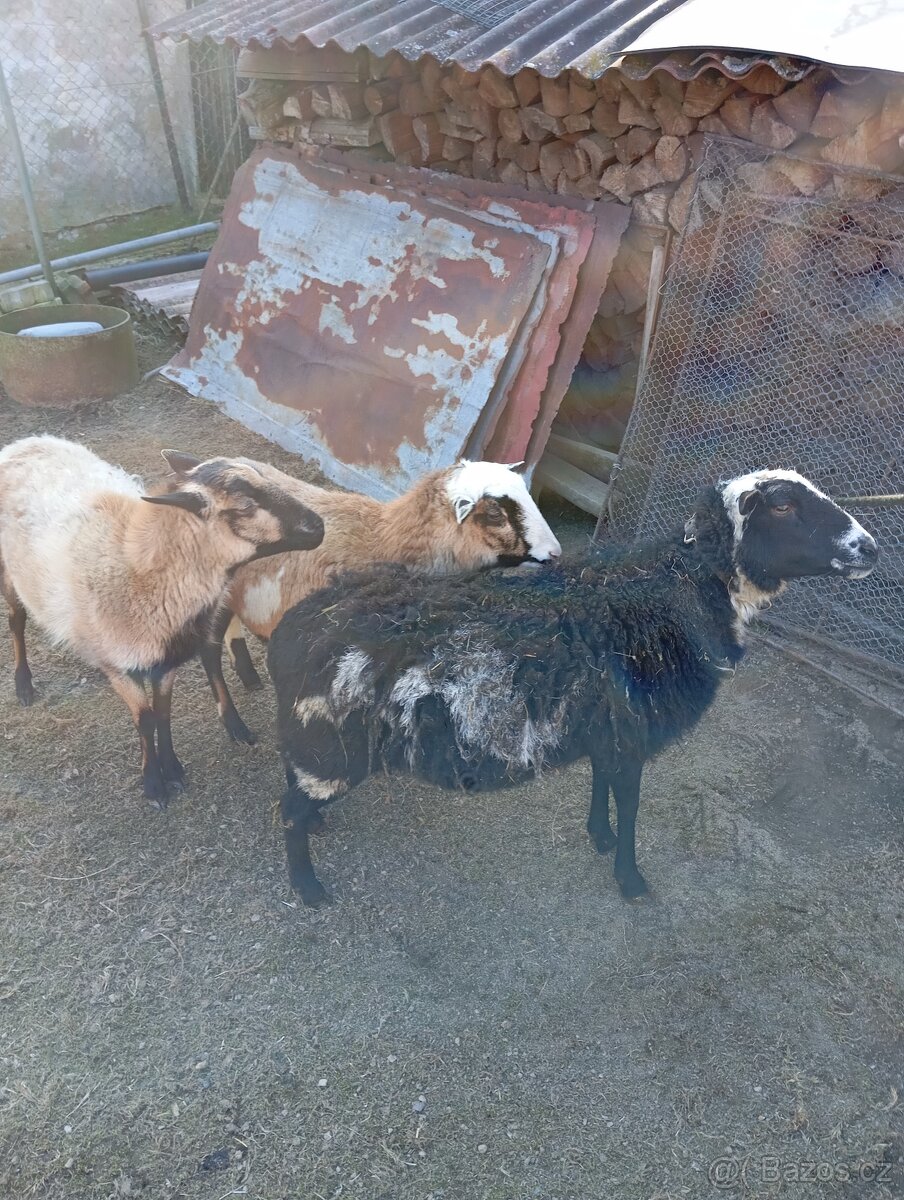 Prodám kamerunské ovce - 2