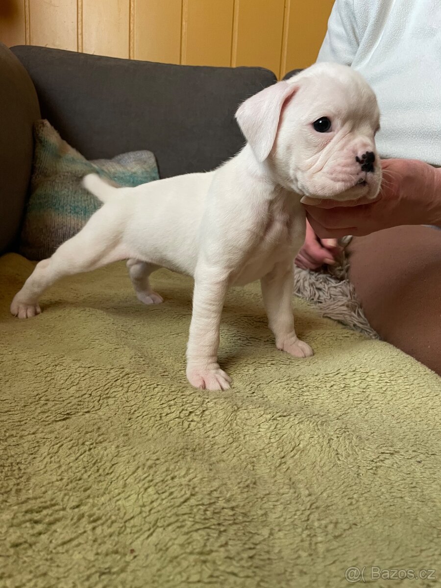 Boxer - 2