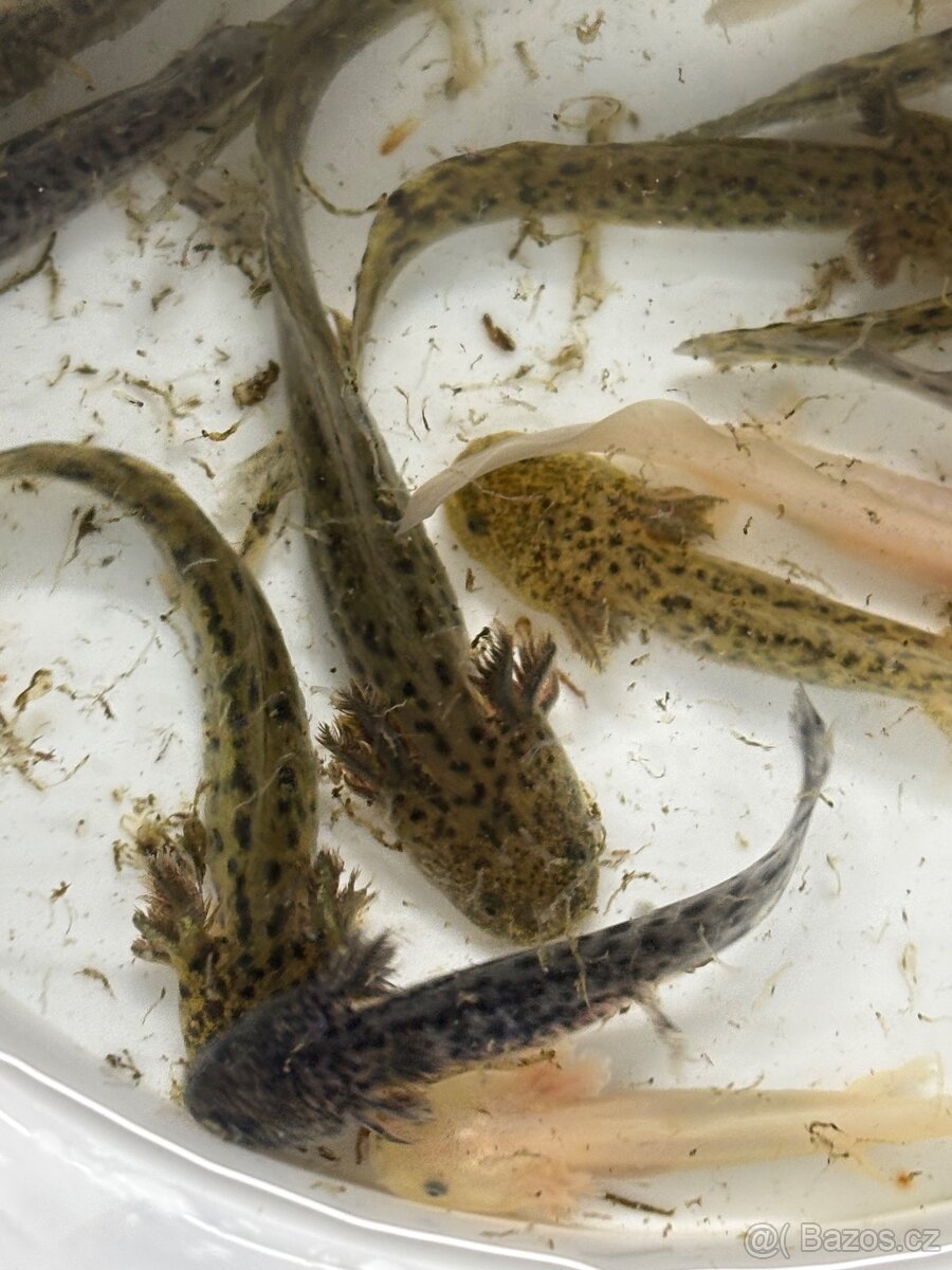 Axolotl mexický - 2